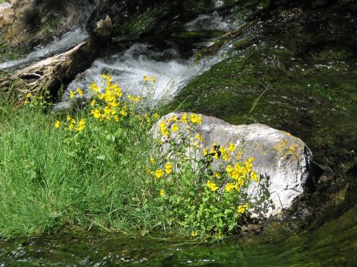 Paulina Creek